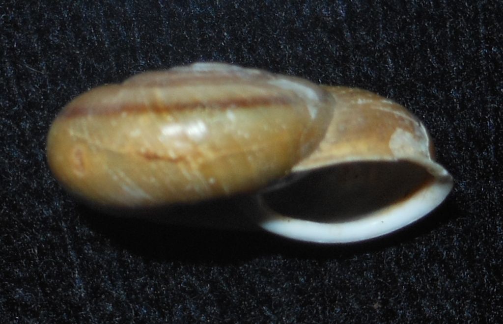 Chilostoma da identificare?